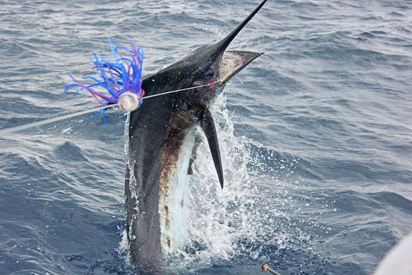 Mistress blue marlin