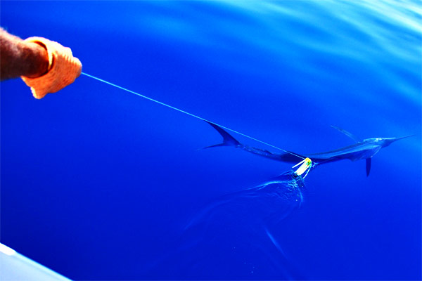 Sailfish