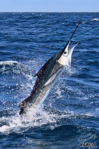 Sailfish for Chris on KEKOA