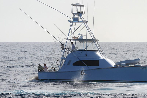 tradition black marlin