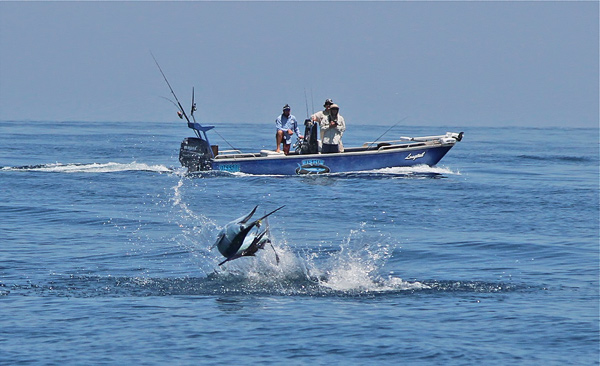 Weipa billfish challenge leadup