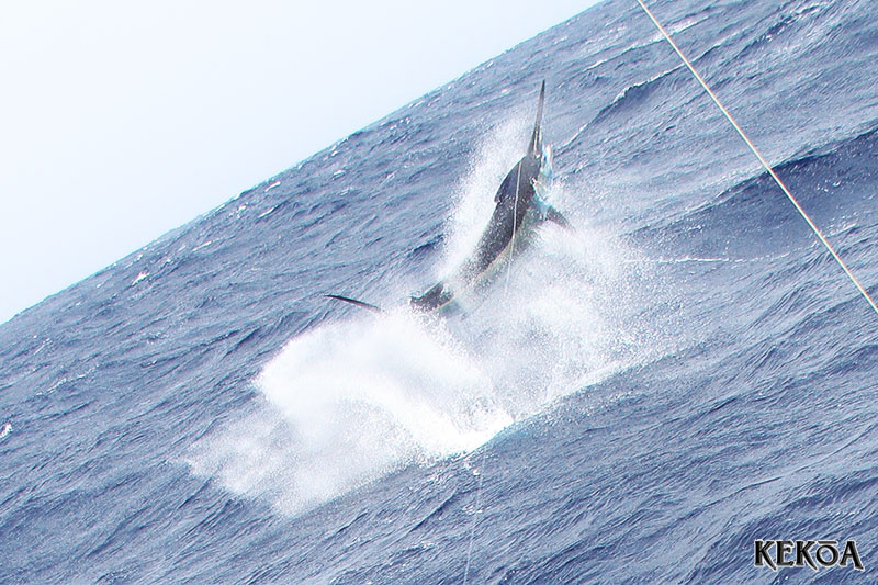 marlin on KEKOA