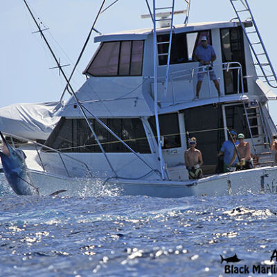 Afishionado fighting a 850lb black marlin in the Lizard Island comp. Photo KDF