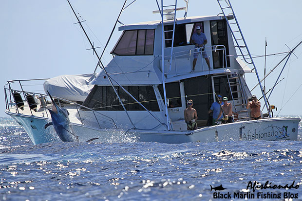 Afishionado fighting a 850lb black marlin in the Lizard Island comp