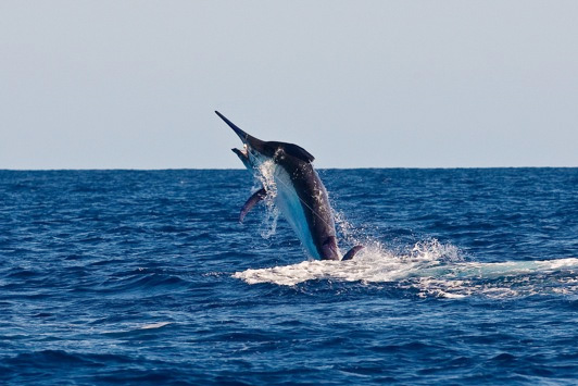 spread em giant black marlin