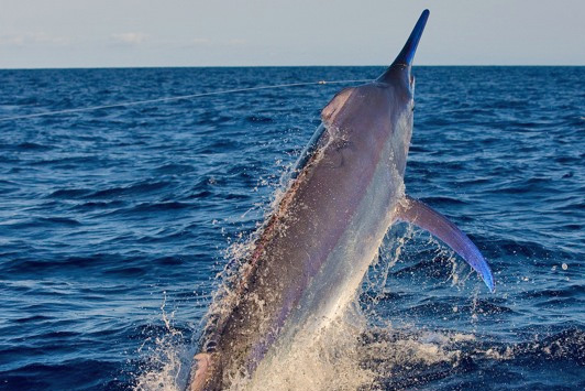 giant black marlin on spread em