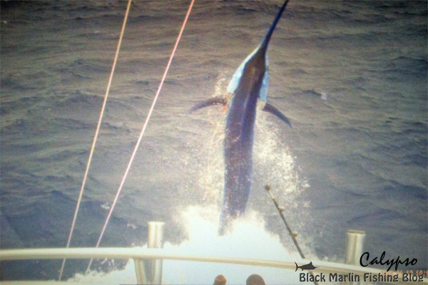 Calypso big marlin