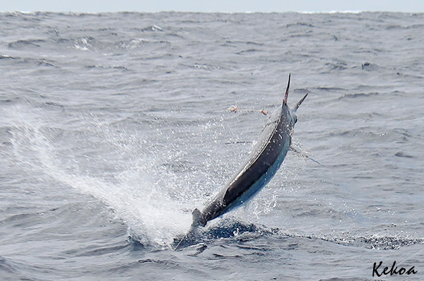 carlos black marlin on KEKOA