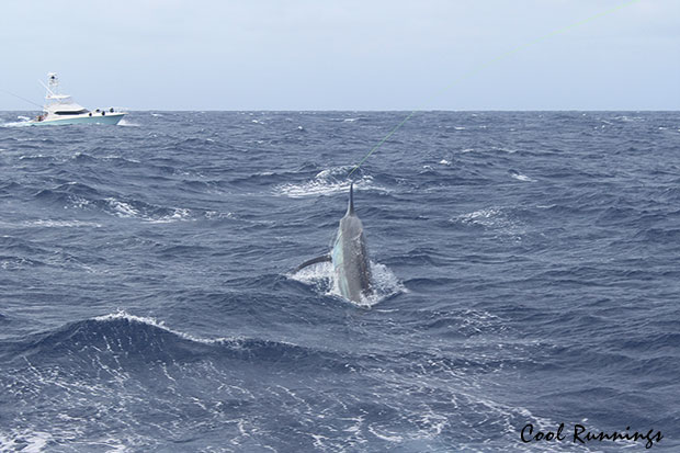 grander black marlin on Cool Runnings