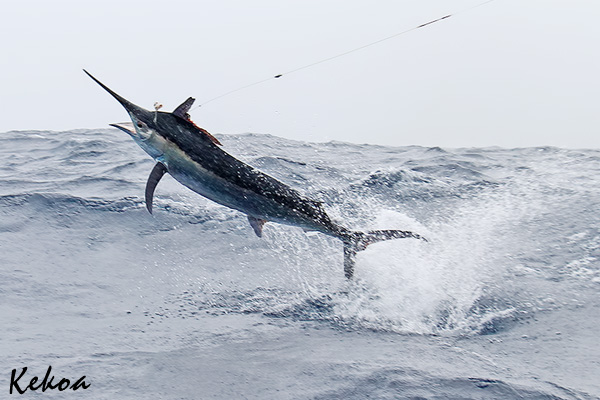 Cristian's black marlin on KEKOA