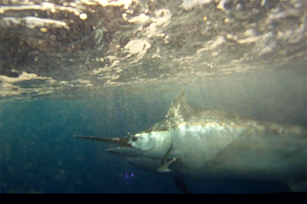 hellraiser black marlin