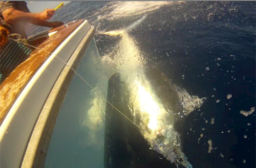 Hellraiser 850lb black marlin