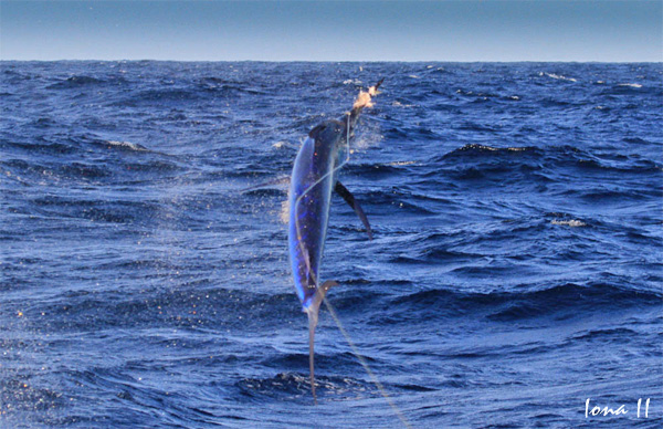 black marlin on Iona