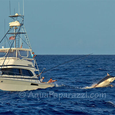 Big black marlin on the release