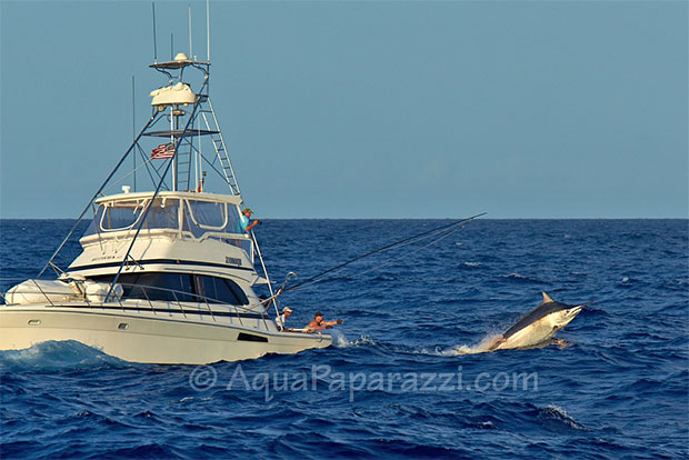 Big black marlin on the release