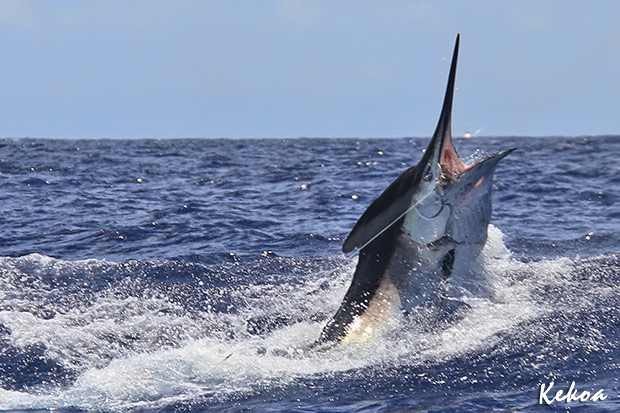 750lb black marlin for Ron