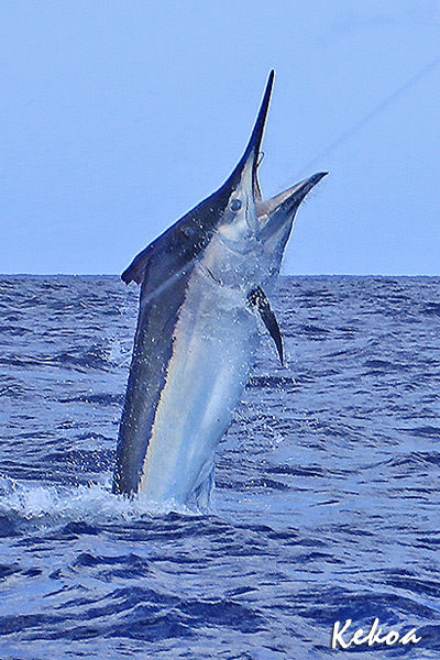 900lb black marlin on Kekoa with Capt. Luke Fallon