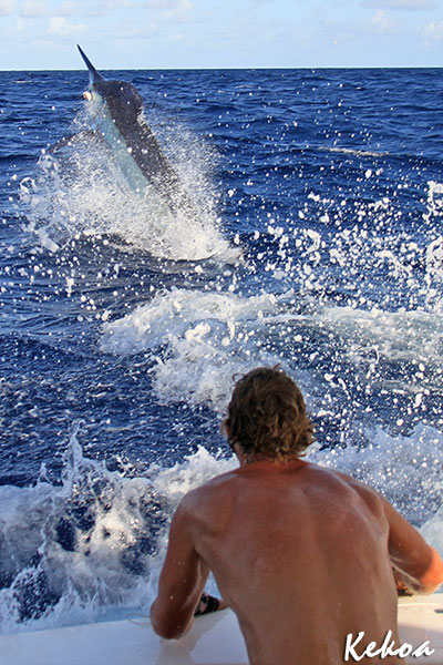 big marlin on KEKOA