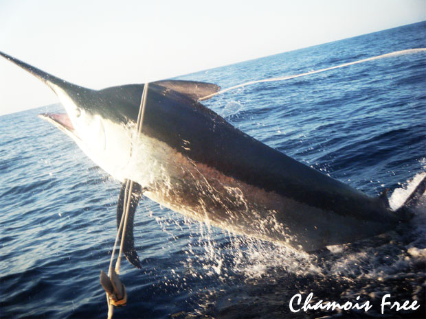 chamois free grander marlin