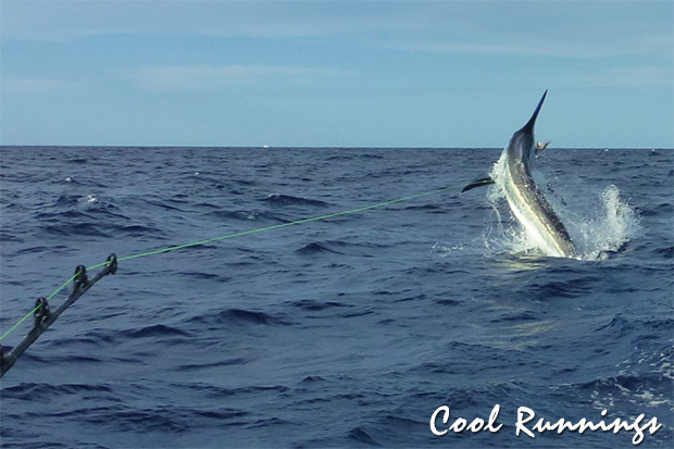 cool runnings marlin