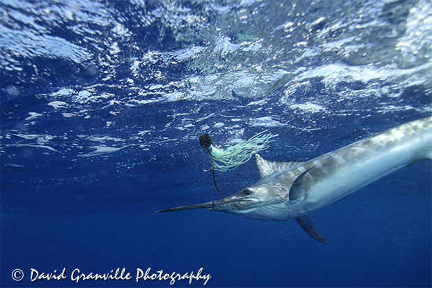 David Granville underwater marlin