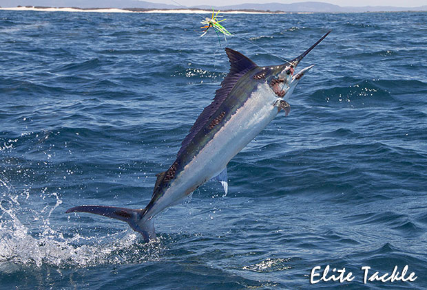 Elite Tackle Marlin