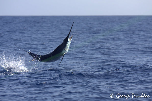 Blue marlin in Fiji