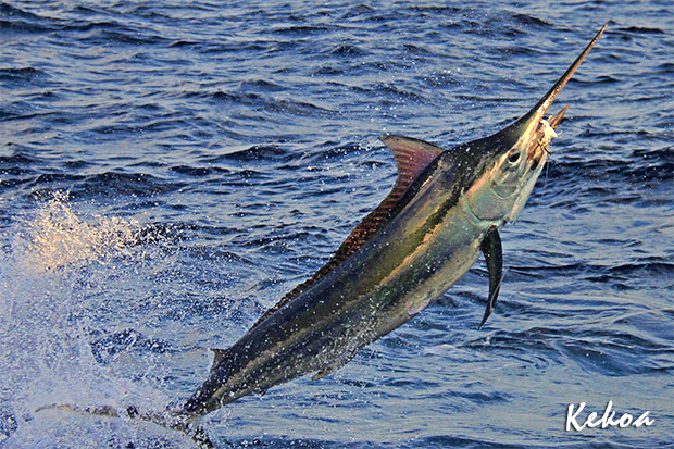 marlin on kekoa