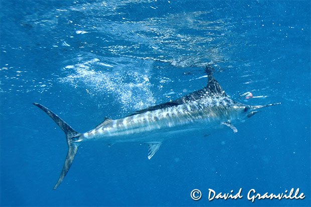 Granville underwater marlin shot