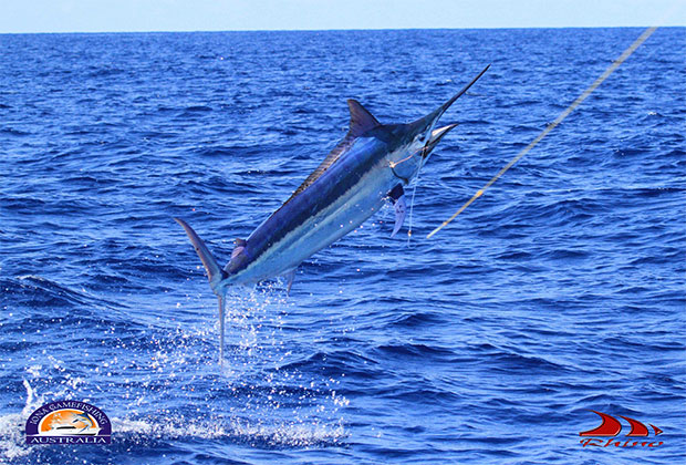 Iona black marlin