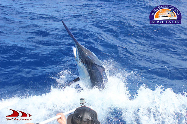 grander black marlin on IONA