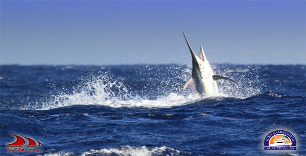 iona marlin 400lb