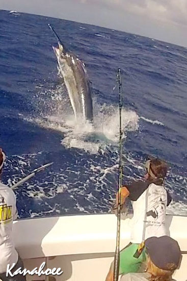 1200lb black marlin on Kanahoee