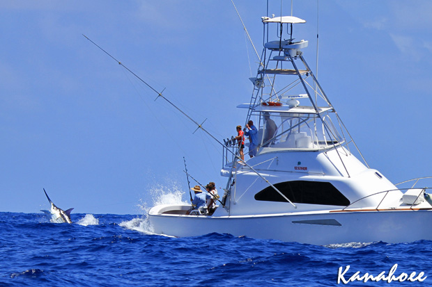 kanahoee black marlin