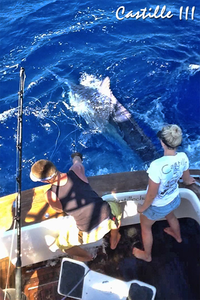 Katie's 950lb black marlin