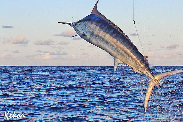 KEKOA leaping marlin