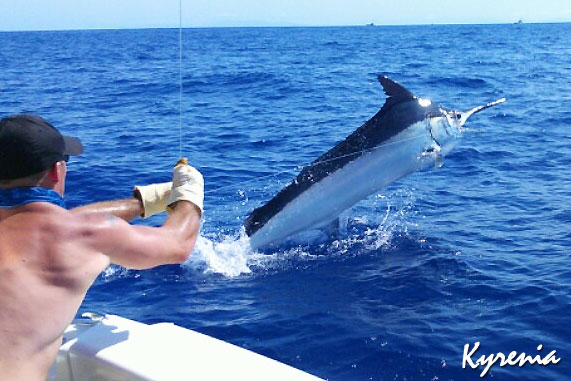 Kyrenia 800 lb black marlin