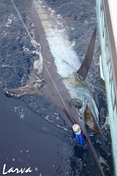 larva lures blue marlin