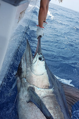 maikaira blue marlin