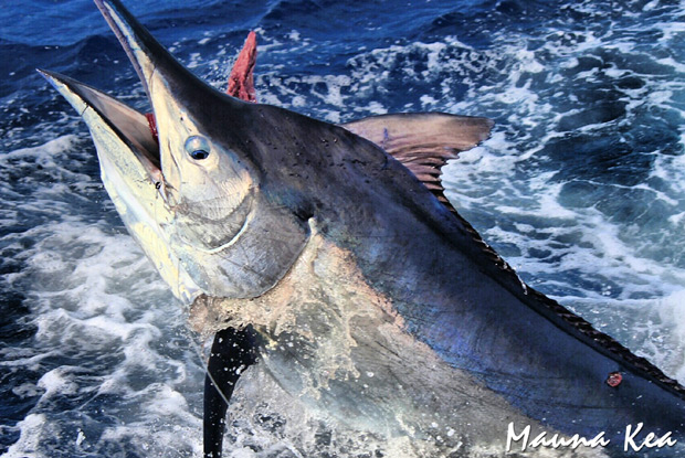 mauna kea marlin