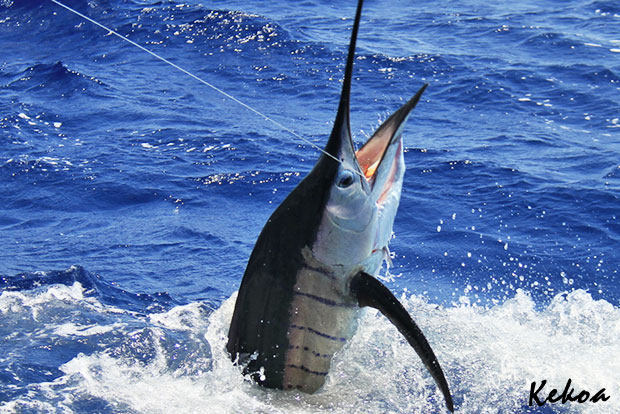 sailfish on kekoa