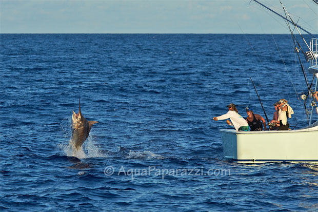 Scott Kerrigan black marlin on KEKOA