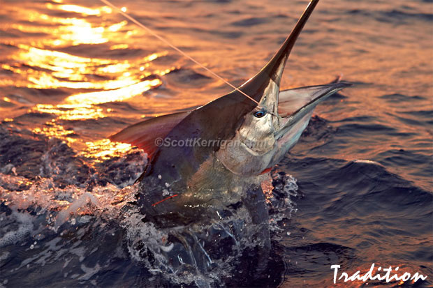 Scott Kerrigan marlin photo