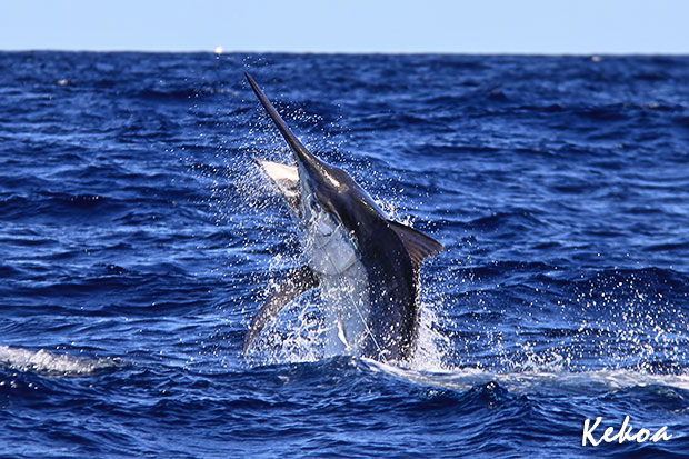 scotty taylor marlin on KEKOA