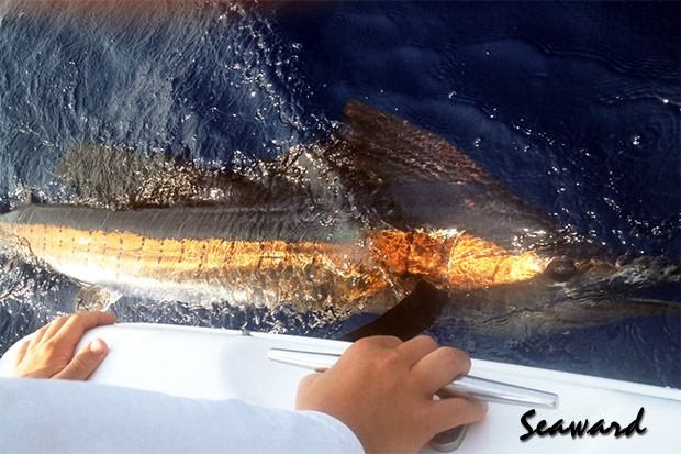 Seaward Sailfish