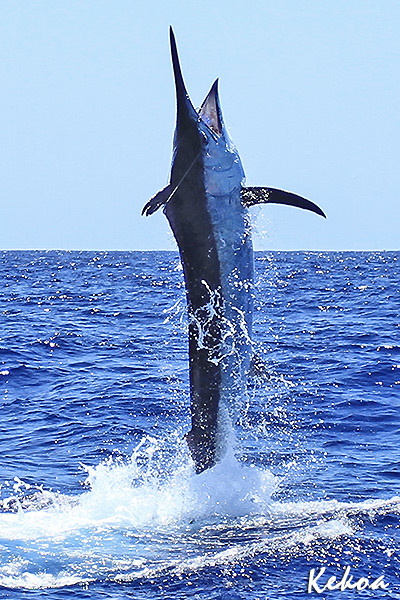 black marlin Pelagic