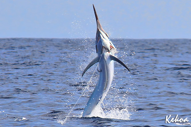 marlin on KEKOA