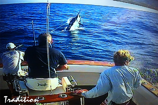 800 lb black marlin for Tradition