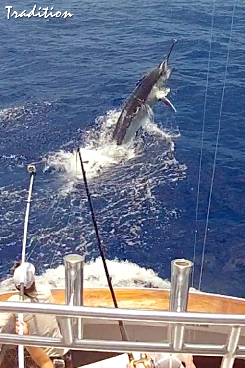 Tradition 1220 lb black marlin