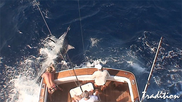 850lb black marlin 